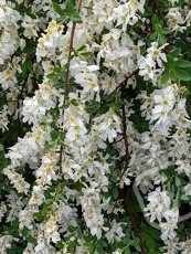 Exochorda x macrantha´The Bride´