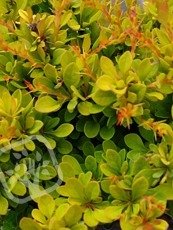Berberis thunbergii ´Sunsation´