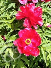 Paeonia suffruticosa´Houki´