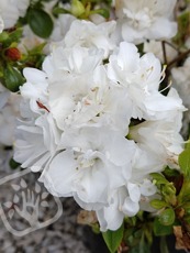 Azalea x hybrida´Schneeperle´