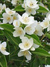 Philadelphus coronarius