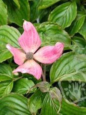 Cornus kousa ´Throb´