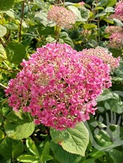 Hydrangea arborescens ´Pink Annabelle´