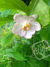 Sinocalycanthus chinensis 