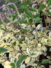 Ligustrum ibota´Musli´