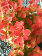 Berberis thunbergii ‘Orange Ace’