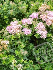 Spiraea japonica ‘Nana’