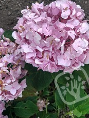 Hydrangea macrophylla ´Bailmer´