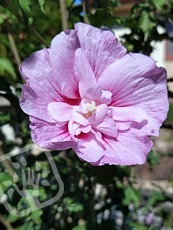 Hibiscus syriacus ´Lavender Chiffon´