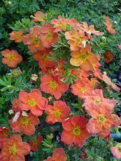 Potentilla fruticosa ‘Red Ace’