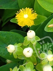 Hypericum x inodorum ´Magical White´