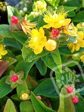 Hypericum x inodorum ´Magical Lightning´