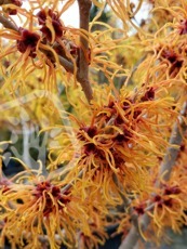 Hamamelis intermedia´Jelena´