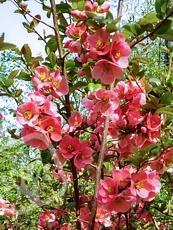 Chaenomeles x superba´Pink Lady´