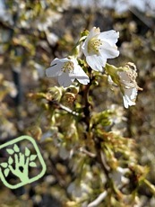 Prunus incisa ´Yamadei´