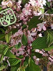 Viburnum plicatum´Molly Schroeder´