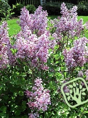 Syringa meyeri ´Palibin´