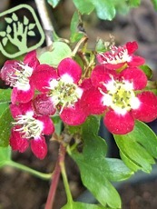 Crataegus laevigata´Crimson Cloud´ 