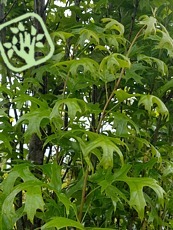 Quercus palustris ´Green Pillar´