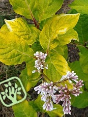 Syringa villosa ´Aurea´