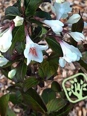 Weigela florida ‘Ebony and Ivory’