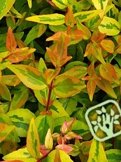 Abelia grandiflora ´Kaleidoscope´