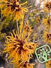 Hamamelis intermedia´Orange Beauty´