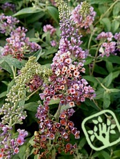 Buddleja x weyeriana ´Flowert Power´