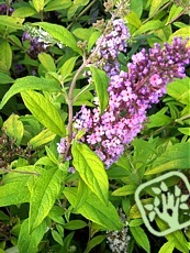 Buddleja davidii ´Moonshine´ 