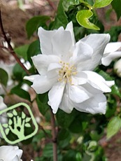 Philadelphus x virginalis ´Natchez´