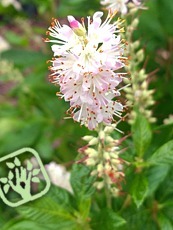 Clethra alnifolia ´Pink Spire´