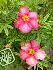 Potentilla fruticosa ´Bellissima´