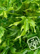 Acer platanoides ´Nowusch´