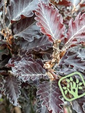 Fagus sylvatica ‘Rohan Weeping´ 