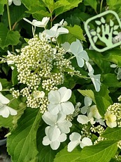 Hydrangea paniculata ´Unique´