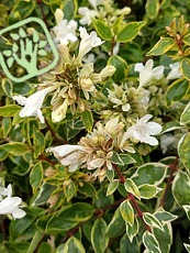 Abelia grandiflora ´Sunshine Daydream´