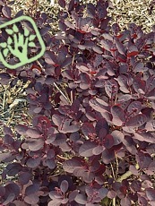 Cotinus coggygria ´Lilla´ 