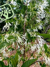 Chionanthus virginicus 