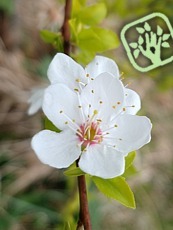 Prunus cerasifera ´Zloty Oblok´