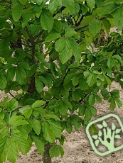 Parrotia persica