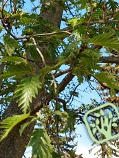 Alnus glutinosa ´Laciniata