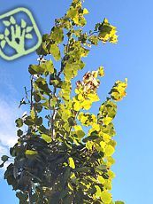 Populus tremula´Erecta