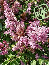 Syringa prestoniae ´Miss Canada´ 