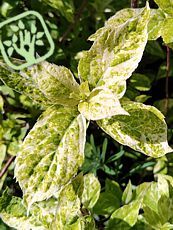 Hydrangea paniculata´Summer Snow´