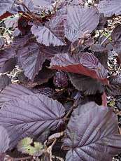 Corylus maxima´Purpurea´