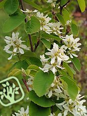 Amelanchier alnifolia´Obelisk´