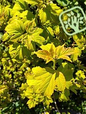 Viburnum opulus´Aureum´