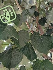 Tilia tomentosa