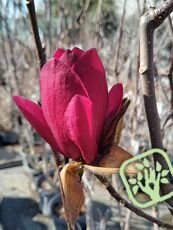 Magnolia ´Genie´