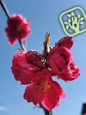 Prunus persica ´Windle Weeping´